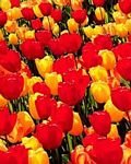 pic for Field of Tulips, Coos County, Oregon